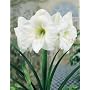 Amaryllis White Christmas
