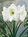 Amaryllis White Christmas