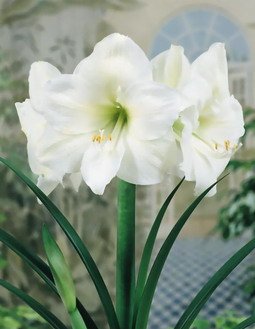 Childrens Toyshop  Outdoor Living : Amaryllis White Christmas