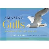 Amazing Gulls: Acrobats of the Sky and Sea