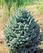 Dwarf Blue Subalpine Fir Tree, Two Gallon Container by Monrovia Nursery