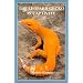 Leopard Gecko in Captivity (Professional Breeders Series)