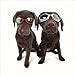 Doggles Dog Goggles ILS With Skull Crossbones/ Smoke Lens - Small