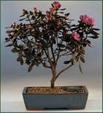 Bonsai Boy's Rhododendron Bonsai Tree<br><i>(sambuscus thunder)</i>