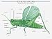 Insects