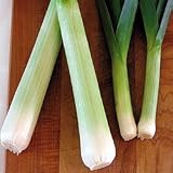 Vegetable Seeds - Leek Lincoln