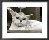 Bella the Persian Cat Gets a Soaking to Prepare Her for Shows, April 1985 Framed Art Poster Print, 22x18