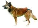 Dog in heat Dog Hygiene Pants all sizes