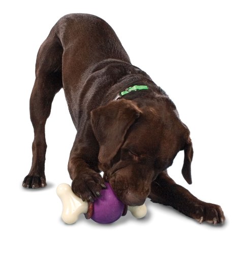 Premier Busy Buddy Bouncy Bone Medium/Large