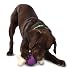 Premier Busy Buddy Bouncy Bone Medium/Large