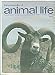Encyclopedia Of Animal Life Part 55 1974