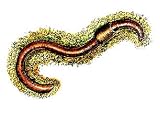 Red Wiggler Worms