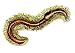 Red Wiggler Worms Image
