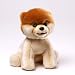 Boo - The World's Cutest Dog