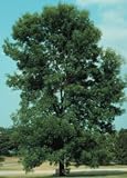 Fraxinus pennsylvanica: Green Ash Seeds
