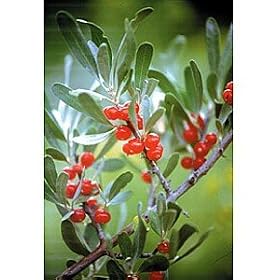 Silver Buffaloberry Shepherdia 10 seeds
