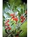 Silver Buffaloberry Shepherdia 10 seeds