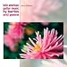 Classical music: Naxos Apex Essential Classics and LSO Live