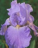 Monet's Blue Bearded German Iris - Top Size Rhizome