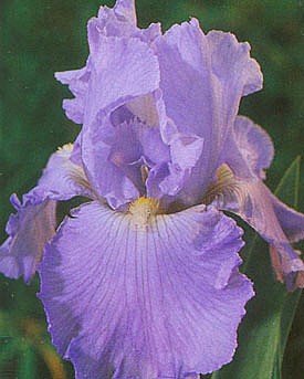 Monet's Blue Bearded German Iris Bulb