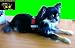 K-9 Baby-Powergeschirr Gr.Baby-2 (Farbe Schwarz)