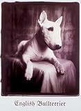Empire 14214 Hunde - Bullterrier - Sepia, Poster ca. 80 x 60 cm