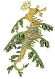 Leafy Sea Dragon, Wild Safari