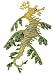 Leafy Sea Dragon, Wild Safari