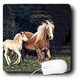 Horse - Palomino Pony - Mouse Pads