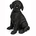 Black Labrador Retriever 13