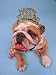 English Bulldog with New Year's Hat Animals Photographic Poster Print by David Burch, 24x32