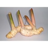 Thai Fresh galangal - 14 oz