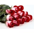 Two Dozen Long Stemmed Premium Fire and Ice Roses