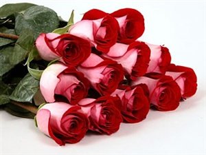 Two Dozen Long Stemmed Premium Fire and Ice Roses