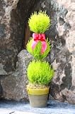 Live Lemon Cypress Topiary - 18" Triple Ball Topiary