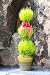 Live Lemon Cypress Topiary - 18