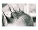 Individualism Costume & Fashion Photographic Poster Print by Aida S Amer, 10x8