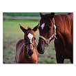 Melissa & Doug 0060 pc Mare & Foal Cardboard Jigsaw