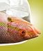 Wallmonkeys Peel and Stick Wall Decals - Red Snapper - Removable Graphic