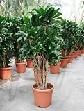 Dracaena compacta - Drachenbaum Topfbreite 110 cm / Pflanzenhöhe 375 cm mit Topf / Verzweigt
