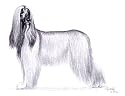 Original Afghan Hound hand drawing - whole body