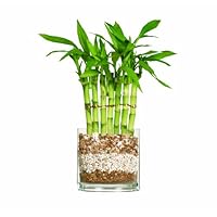 Brussel's Lucky Bamboo - Fence