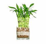 Brussel's Lucky Bamboo, Fence Brussel's Lucky Bamboo, Fence