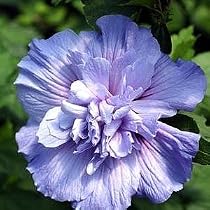 Chiffon Blue Hibiscus Rose of Sharon