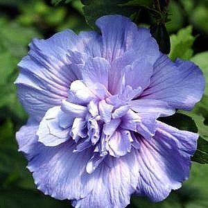 Chiffon Blue Hibiscus Rose of Sharon - BEST Double BLUE