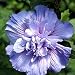 Chiffon Blue Hibiscus Rose of Sharon