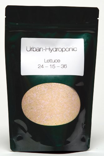 Hydroponic farming dubai hydroponic lettuce and tomatoes