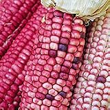 Organic Hopi Pink Corn - 100 Seeds - B001DIRWWM