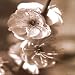 Blossom II Photography Art Poster Print, 12x12