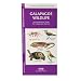 Galapagos Wildlife: An Introduction to Familiar Species (Ecotourism: Parks & Sanctuaries Guides)